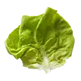 Bibb Lettuce